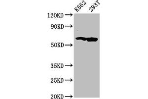 Western Blot Positive WB detected in: K562 whole cell lysate, 293T whole cell lysate All lanes: FAM83D antibody at 4. (FAM83D antibody  (AA 339-470))