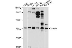 Western blot analysis of extracts of various cell lines, using WISP3 antibody.
