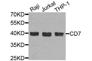 Western blot analysis of extracts of various cell lines, using CD7 antibody. (CD7 antibody  (AA 26-180))