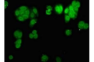 Immunofluorescence staining of HepG2 cells with ABIN7147715 at 1:200, counter-stained with DAPI.