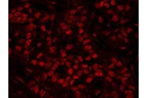 Immunofluorescence (IF) image for anti-Ras-Related GTP Binding A (RRAGA) (AA 544-594) antibody (ABIN7448966) (RRAGA antibody  (AA 544-594))