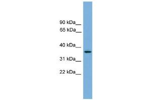WB Suggested Anti-GPR27 Antibody Titration:  0. (GPR27 antibody  (N-Term))