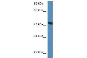 Western Blot showing Meis3 antibody used at a concentration of 1. (MEIS3 antibody  (C-Term))