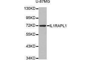 Western blot analysis of extracts of various cell lines, using IL1RAPL1 antibody. (IL1RAPL1 antibody  (AA 130-210))