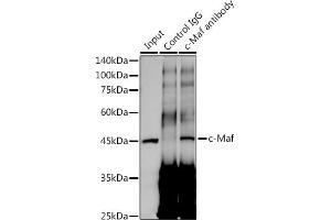 Immunoprecipitation analysis of 300 μg extracts of A-549 cells using 3 μg c-Maf antibody (ABIN7271262). (MAF antibody)