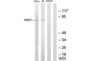 Western Blotting (WB) image for anti-HKR1, GLI-Kruppel Zinc Finger Family Member (HKR1) (AA 141-190) antibody (ABIN2889387)