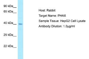 Western Blotting (WB) image for anti-phosphorylated Adaptor For RNA Export (PHAX) (C-Term) antibody (ABIN2790158)