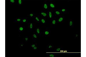 Immunofluorescence of purified MaxPab antibody to SFRS17A on HeLa cell. (SFRS17A antibody  (AA 1-446))