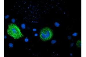 Anti-RASSF1 mouse monoclonal antibody (ABIN2454291) immunofluorescent staining of COS7 cells transiently transfected by pCMV6-ENTRY RASSF1 (RC213525). (RASSF1 antibody  (AA 1-341))