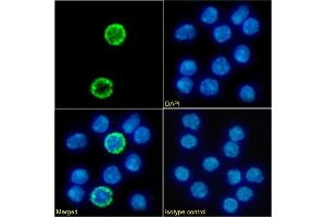 Immunofluorescence staining of fixed mouse splenocytes with anti-IL2R gamma C antibody 3E12. (Recombinant IL2R gamma C antibody)