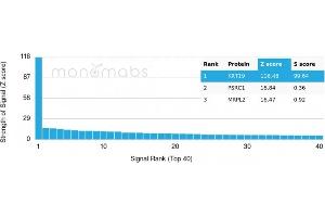 Protein Array (PAr) image for anti-Keratin 19 (KRT19) antibody (ABIN6939940)