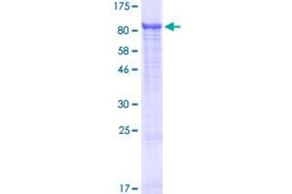 slc25a13 Protein (AA 1-675) (GST tag)