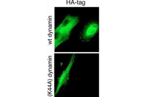 Immunofluorescence (IF) image for anti-HA-Tag antibody (ABIN2932102) (HA-Tag antibody)