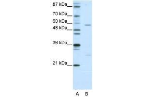 HBP1 antibody used at 0. (HBP1 antibody  (N-Term))