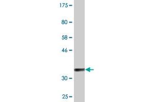 NMRK1 antibody  (AA 1-90)