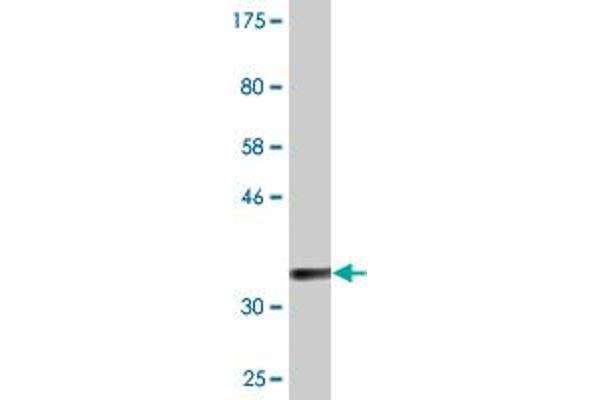 NMRK1 antibody  (AA 1-90)