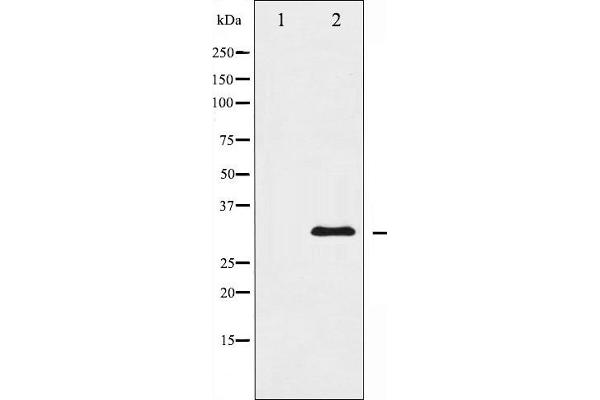 HNRNPC antibody  (C-Term)