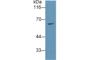 Detection of RARS in 293T cell lysate using Monoclonal Antibody to Arginyl tRNA Synthetase (RARS) (RARS antibody  (AA 1-146))