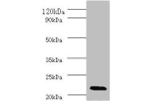 Western blot All lanes: Interferon alpha-2 antibody at 2 μg/mL + Mouse liver tissue Secondary Goat polyclonal to rabbit IgG at 1/10000 dilution Predicted band size: 22 kDa Observed band size: 22 kDa