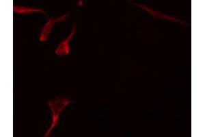 ABIN6274226 staining HepG2 by IF/ICC. (PPIF antibody  (Internal Region))