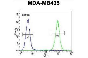CAMSAP1 Antibody (N-term) flow cytometric analysis of MDA-MB435 cells (right histogram) compared to a negative control cell (left histogram). (CAMSAP1 antibody  (N-Term))