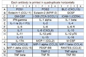 Image no. 1 for Human Inflammation Array Q3 (ABIN625742)