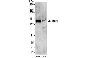 Western Blotting (WB) image for anti-Tuberous Sclerosis 1 (TSC1) (C-Term) antibody (ABIN7449615) (TSC1 antibody  (C-Term))