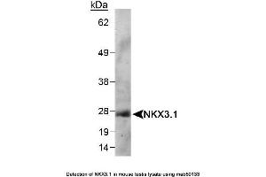 Image no. 1 for anti-NK3 Homeobox 1 (NKX3-1) (full length) antibody (ABIN363287) (NKX3-1 antibody  (full length))