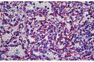 Human Spleen, Endothelium: Formalin-Fixed, Paraffin-Embedded (FFPE) (VWF antibody  (FITC))
