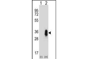 Western blot analysis of CD27 (arrow) using rabbit polyclonal CD27 Antibody (C-term) (ABIN657662 and ABIN2846656). (CD27 antibody  (C-Term))