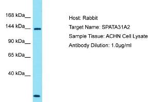Host: Rabbit Target Name: SPATA31A2 Sample Type: ACHN Whole Cell lysates Antibody Dilution: 1. (SPATA31A1 antibody  (N-Term))