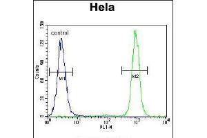 Flow cytometric analysis of Hela cells (right histogram) compared to a negative control cell (left histogram). (SSH3 antibody  (C-Term))