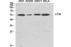 Western Blot (WB) analysis of specific cells using c-Fos Polyclonal Antibody. (c-FOS antibody  (Ser392))
