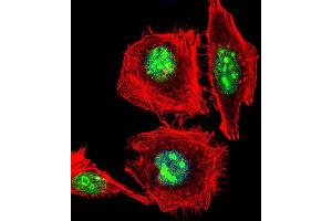 Immunofluorescence (IF) image for anti-Empty Spiracles Homeobox 1 (EMX1) antibody (ABIN3003987) (EMX1 antibody)