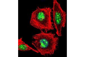 Immunofluorescence (IF) image for anti-Empty Spiracles Homeobox 1 (EMX1) antibody (ABIN3003987)