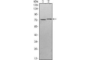 Western blot analysis using KLHL13 mouse mAb against Hela (1) and MCF-7 (2) cell lysate. (KLHL13 antibody)