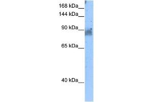 NELL2 antibody used at 5 ug/ml to detect target protein. (NELL2 antibody)