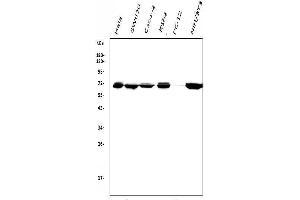 Western blot analysis of DDX5 using anti-DDX5 antibody (ABIN7602561).