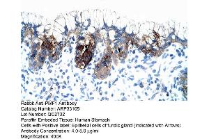 Human Stomach (PMF1 antibody  (Middle Region))