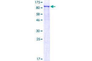Image no. 1 for CD248 Molecule, Endosialin (CD248) (AA 18-757) protein (GST tag) (ABIN1348585)