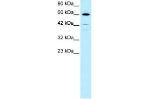 WB Suggested Anti-HDAC2 Antibody Titration:  0. (HDAC2 antibody  (C-Term))