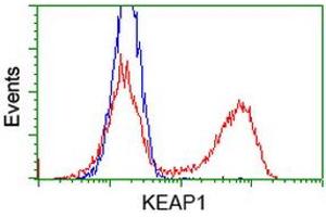 HEK293T cells transfected with either RC202189 overexpress plasmid (Red) or empty vector control plasmid (Blue) were immunostained by anti-KEAP1 antibody (ABIN2453919), and then analyzed by flow cytometry. (KEAP1 antibody)
