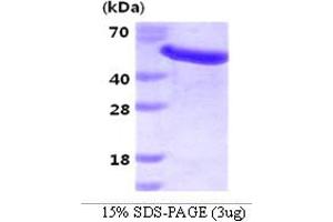 SDS-PAGE (SDS) image for Growth Arrest-Specific 7 (GAS7) (AA 1-416) protein (His tag) (ABIN666757) (GAS7 Protein (AA 1-416) (His tag))