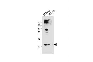 All lanes : Anti-(Mouse) Hopx Antibody (Center) at 1:1000 dilution Lane 1: Mouse lung tissue lysate Lane 2: Rat lung tissue lysate Lysates/proteins at 20 μg per lane. (HOPX antibody  (AA 22-54))