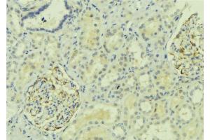 ABIN6273926 at 1/100 staining Mouse kidney tissue by IHC-P. (G Protein-Coupled Receptor 110 antibody  (C-Term))