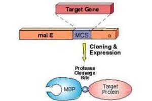 Simplified diagram of MBP-fusion protein construct using pMal expression vector system. (MBP Tag antibody)