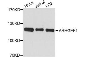 Western blot analysis of extracts of various cell lines, using ARHGEF1 antibody (ABIN5972392) at 1:3000 dilution. (ARHGEF1 antibody)