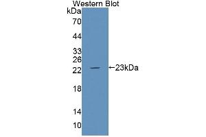 Figure. (Caspase 1 antibody  (AA 120-297))