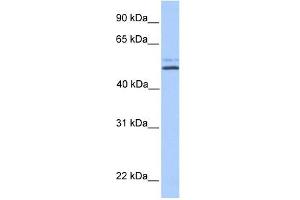 NHEDC2 antibody used at 1 ug/ml to detect target protein.