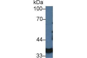 Western blot analysis of Pig Kidney lysate, using Pig LDHA Antibody (3 µg/ml) and HRP-conjugated Goat Anti-Rabbit antibody (